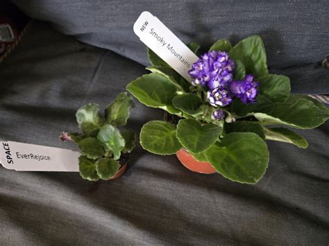 discovered optimara       space violet