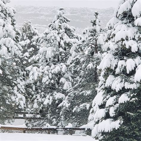 Mille Fiori Favoriti: Snow Surprised!