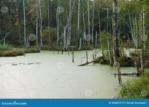 Swamp Green Water Lake Quagmire In Natural Forest Stock Image Image