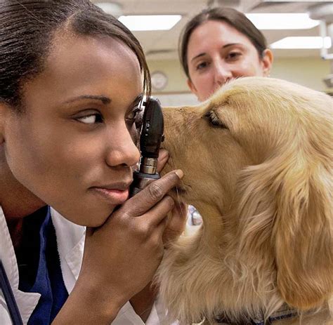 Where Do Vets Get Their Medicine At Mark Cox Blog