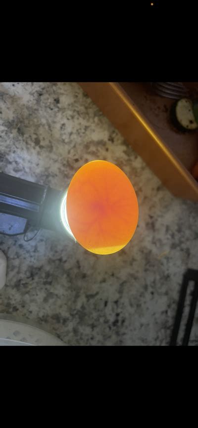 Duck Egg Embryo Backyard Chickens Learn How To Raise Chickens