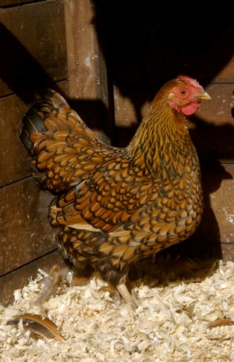 Blue Laced Gold Wyandotte Chickens Nortoncarina