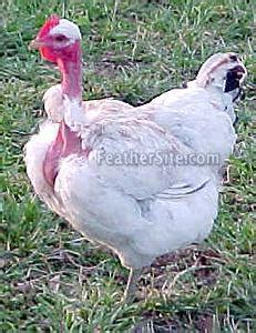 Naked Necks BackYard Chickens Learn How To Raise Chickens