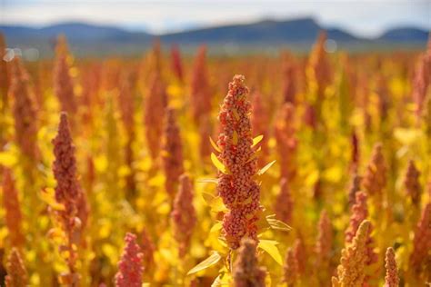 Can You Grow Quinoa From Store Bought Seeds? – GardenTabs.com