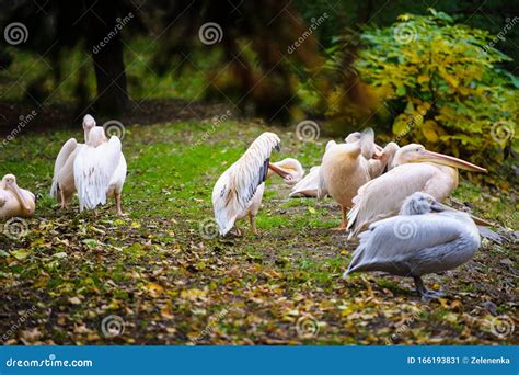 Group Of Great White Pelicans Stock Image Image Of Flight Natural