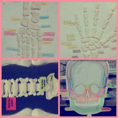 Four Different Pictures Of Bones And Hand Prints