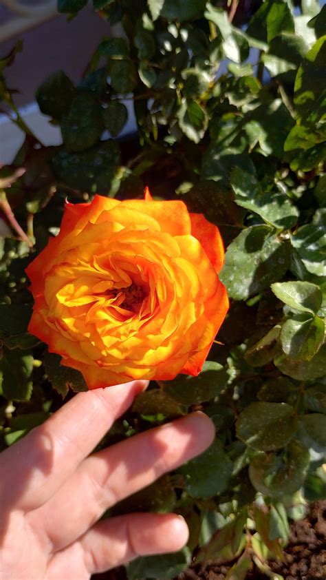 Bright orange charisma rose : r/Roses