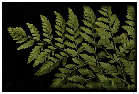 underside ed lehming photography