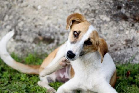 SARNA EN PERROS Síntomas tratamiento y contagio