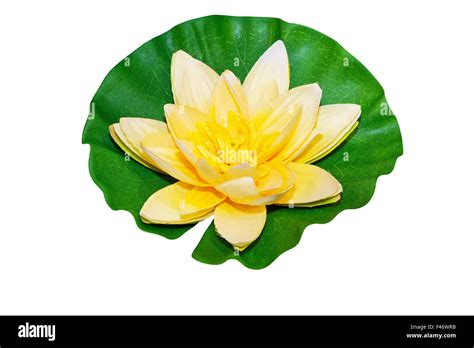 Water Lily Isolated Stock Photo Alamy