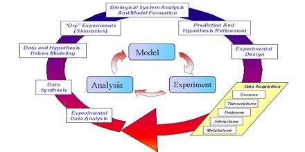 Modelling Biological Systems - Assignment Point