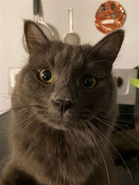 What Is The Most Expensive Pure Breed Cat? – CatsForLife