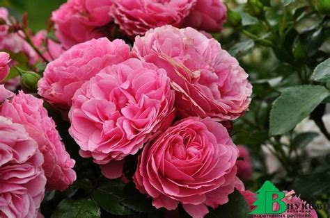 Роза "Леонардо да Винчи" (Rose Leonardo da Vinci) - Розы полиантовые ...