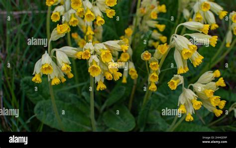 Real Cowslips Hi Res Stock Photography And Images Alamy