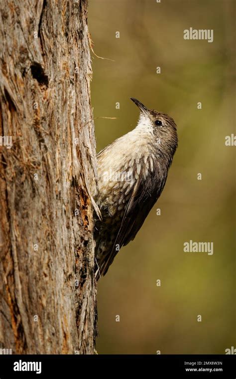 White Throated Treecreeper Cormobates Leucophaea An Interesting