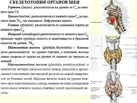 Топографическая анатомия шеи. Операции на органах шеи. Границы шеи ...