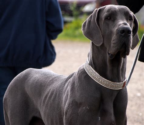 Extra Large Dog Breeds