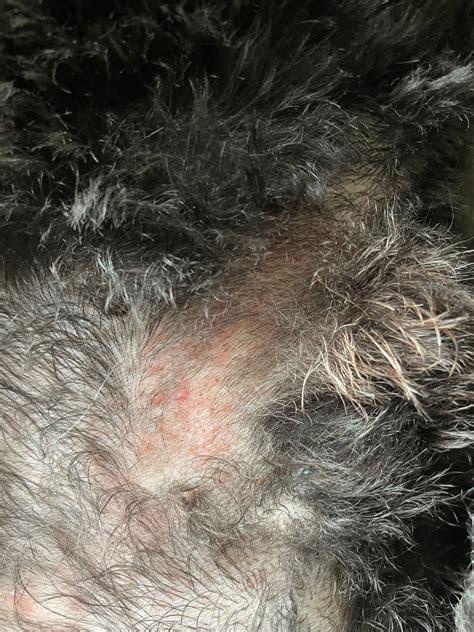Rash on dogs Belly, any ideas? : r/vet