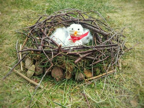 outdoor lessons nest building learning  landscapes