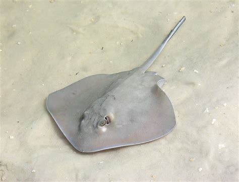 unique skeleton  stingrays  striking  ray perspective
