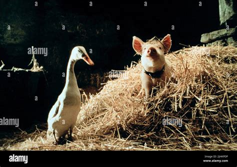 Babe Film Hi Res Stock Photography And Images Alamy