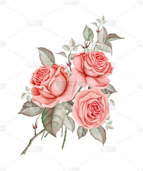 红色水彩画玫瑰华丽的水彩画颜料背景分离仅一朵花复古风格古典式装饰物