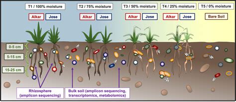 Frontiers Interactive Effects Of Depth And Differential Irrigation On