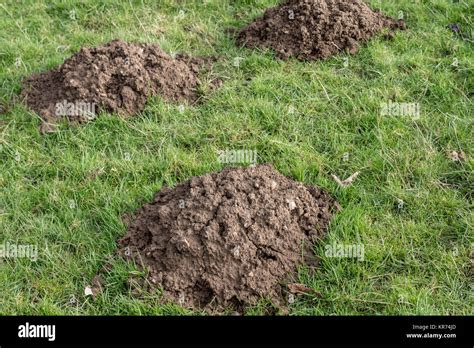 Mole digging burrow hi-res stock photography and images - Alamy