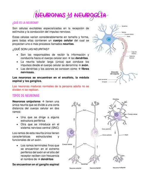 Neuronas Y Neuroglía Resúmenes de neuro QUÉ ES LA NEURONA Son