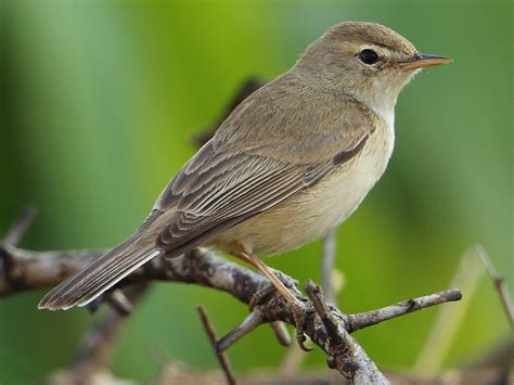 ヒメウタイムシクイ - eBird