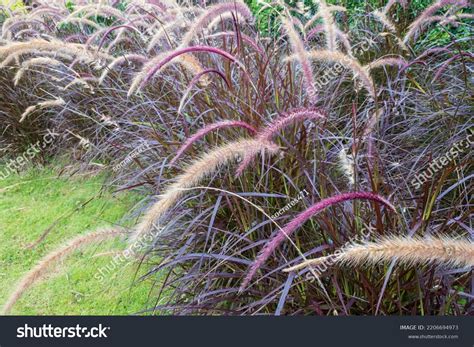 purple majesty millet purple grass purple stock photo