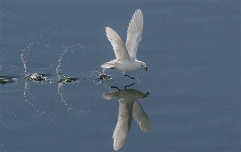 Link Naked Capitalism Blog Nidoproject