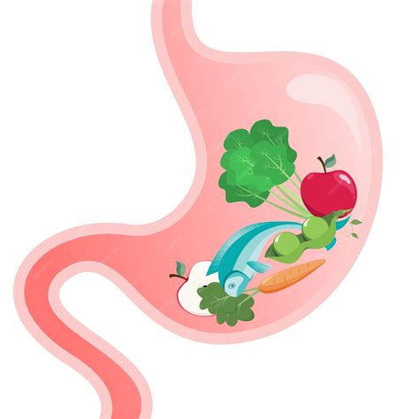 premium vector stomach full  healthy food cartoon vector illustration