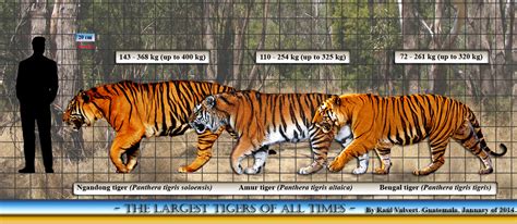 Pin by Rome cody on Man vs Giant-Animals | Tiger facts, Tiger, Amur tiger