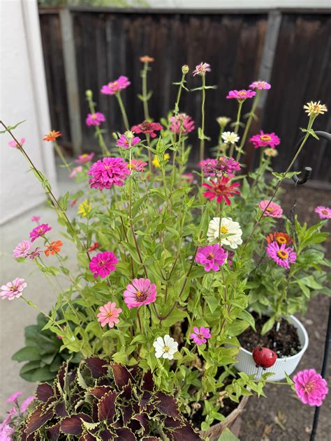 Hardy Annuals For Containers