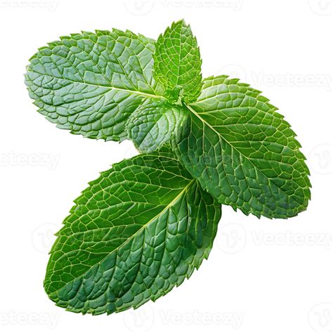 Mint Leaves On Isolated Transparent Background 43560548 Png