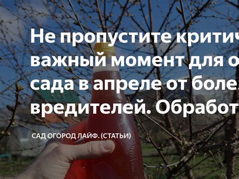 Не пропустите критически важный момент для обработки сада в апреле от ...