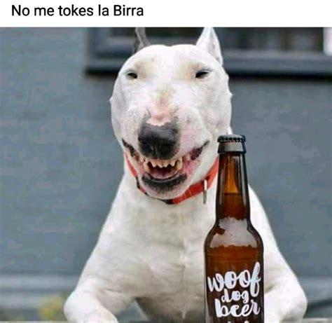 Пес пьет пиво (69 фото) - картинки sobakovod.club