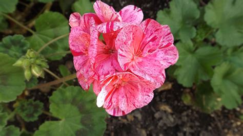 Пеларгония юв турмалин (137 фото)