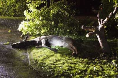 Nothing To Do With Arbroath: Drunk elk gets stuck in apple tree