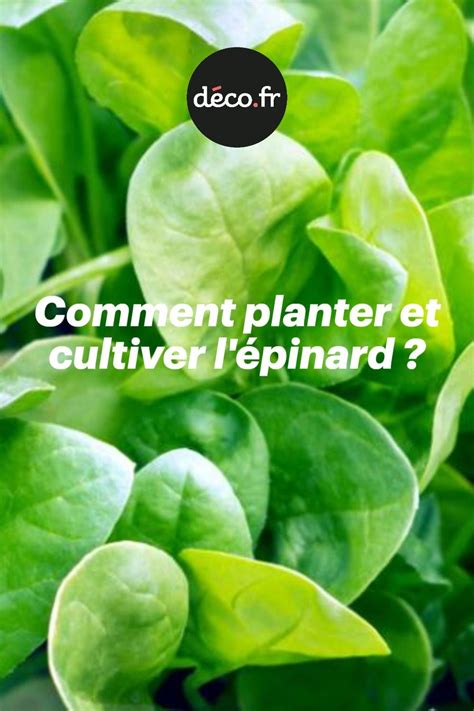 Comment Planter Et Cultiver L Pinard Planter Epinard Comment