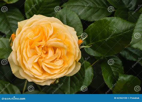 Closeup Of Yellow Hybrid Tea Rose Stock Photo Image Of Yellow Orange