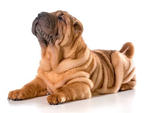 De Donde Procede La Raza Shar Pei