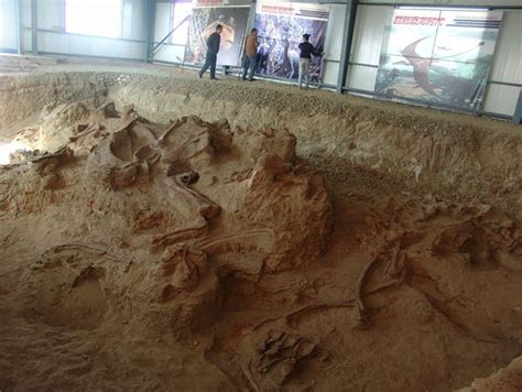 ‘amazing Dragon Fossil Found In China To Rewrite Evolution Science