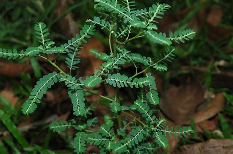 Phyllanthus (Phyllanthaceae) image 32086 at PhytoImages.siu.edu