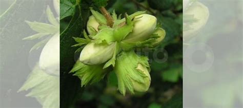 Саженцы фундука Тамбовский ранний купить в Оренбурге | Товары для дома ...