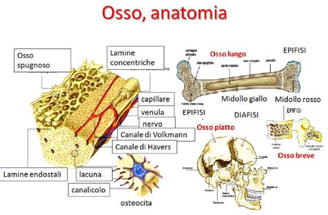 La Struttura Delle Ossa L Architettura Che Sostiene Il Nostro Corpo