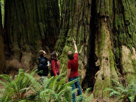 The flights to redwood national park route you should book 17