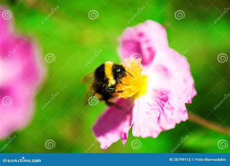 De Bij Van De Honing Op Een Bloem Stock Foto Image Of Lente Honing