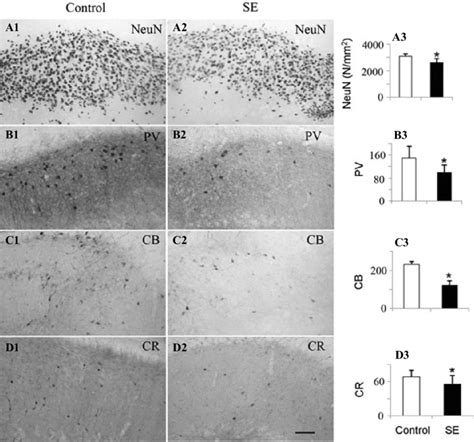 Neun Parvalbumin Pv Calbindin Cb And Calretinin Cr Download Scientific Diagram